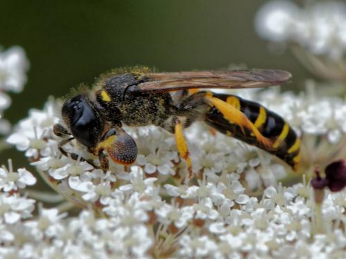 Crabro cribrarius